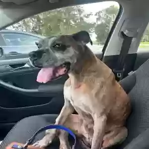 lost male dog sammy