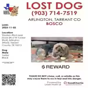 lost male dog bosco