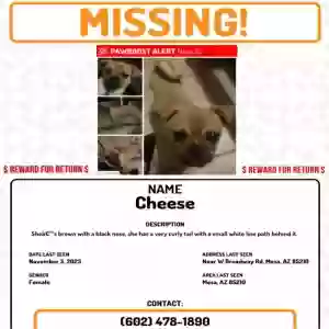 lost female dog cheese