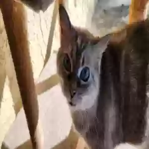 found unknown cat unknown