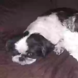 lost female dog daisy