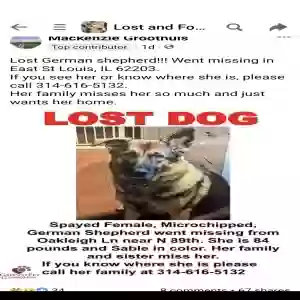 lost female dog kali(cal-lee)