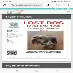 lost male dog libra