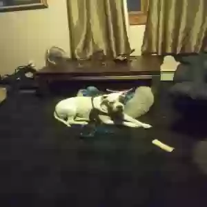 lost female dog sabika