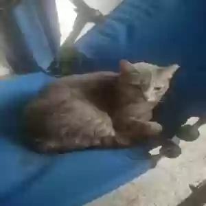lost female cat macy engle