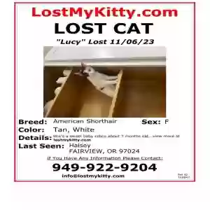 lost female cat lucy martinez