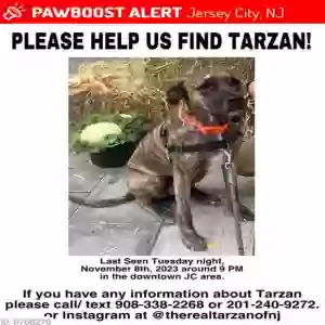 lost unknown dog tarzan