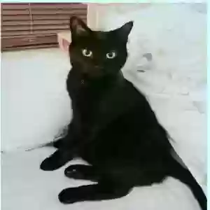 lost male cat onyx