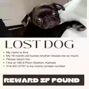 lost female dog ava