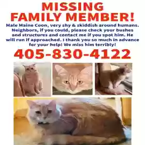 lost male cat boujee