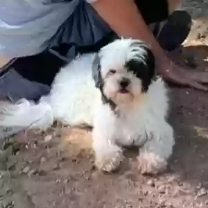 lost male dog coocie