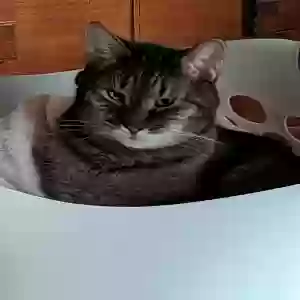 lost male cat joey
