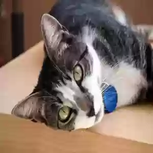 lost male cat max