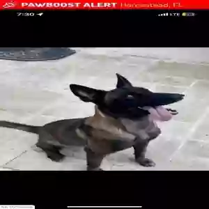 lost male dog max