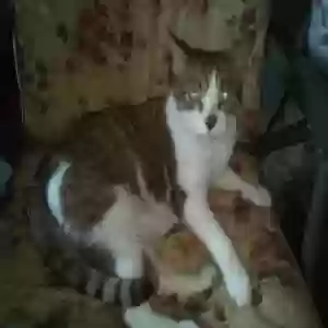 lost male cat king kitty