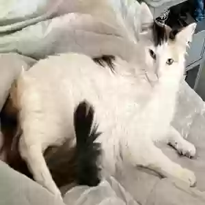 lost female cat mews