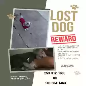 lost female dog coco