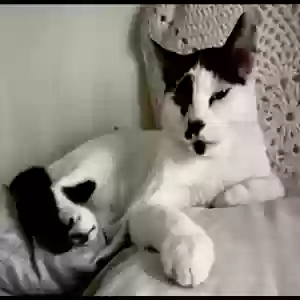 lost male cat mundo