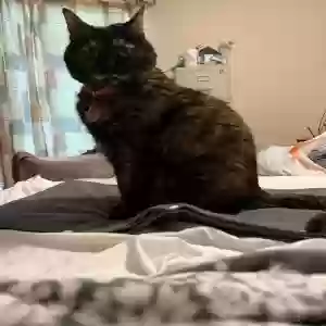 lost female cat trixie