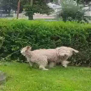 lost female dog julietta