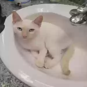 lost male cat artemis