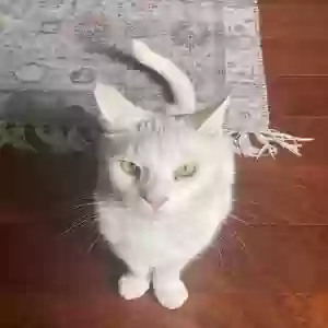 lost male cat conejo
