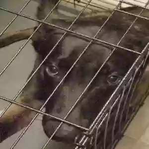 lost female dog piper hayes