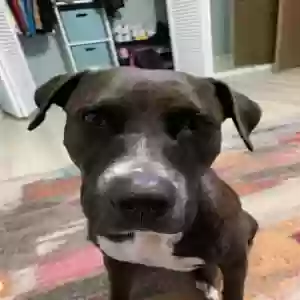 lost female dog nova