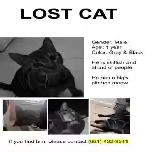 lost male cat icarus