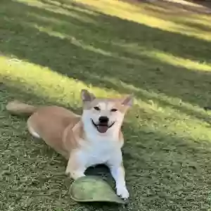 lost male dog tobi