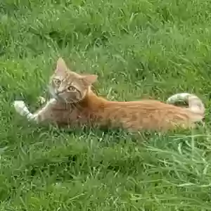 lost male cat link