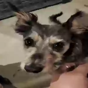lost female dog lola