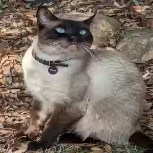 lost male cat glitch