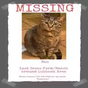 lost female cat ren