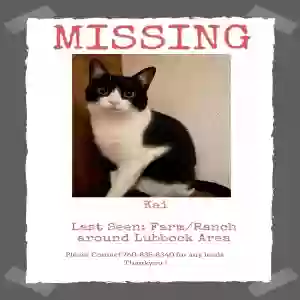 lost female cat kai