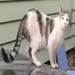 lost female cat angel