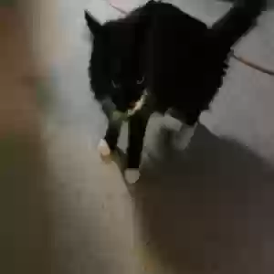 lost female cat kitten
