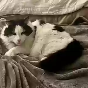 lost male cat skittles (aka jack)
