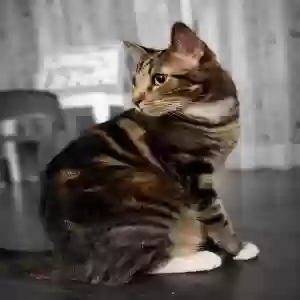 lost male cat lorenzo