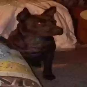 lost male dog d.o.g