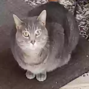 lost female cat latte