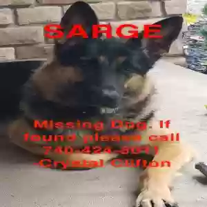 lost male dog sarge
