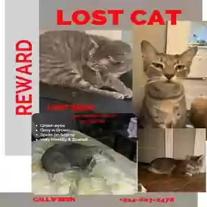 lost male cat chimken