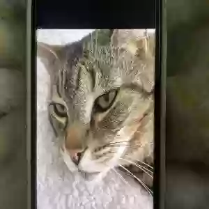 lost male cat fatcat