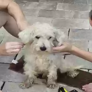 lost male dog jake