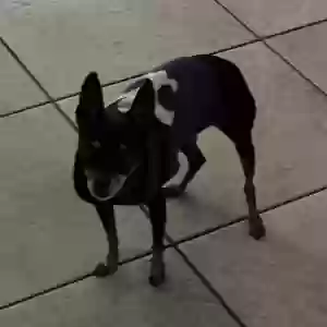 lost female dog suki