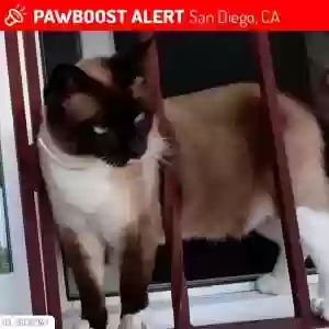 lost female cat bella
