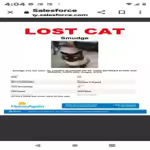 lost male cat smudge