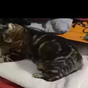 lost male cat fatboy