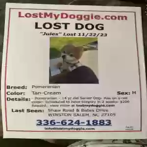 lost male dog jules